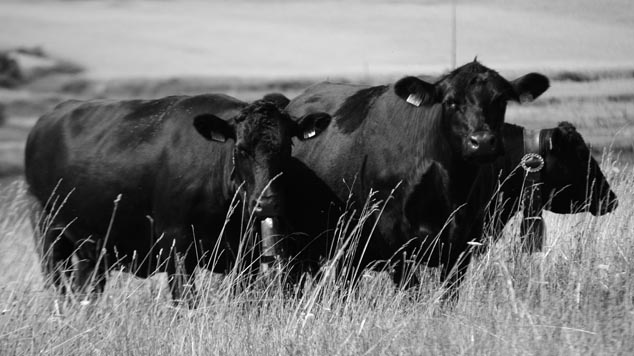 Angus breed, own stockbreeding