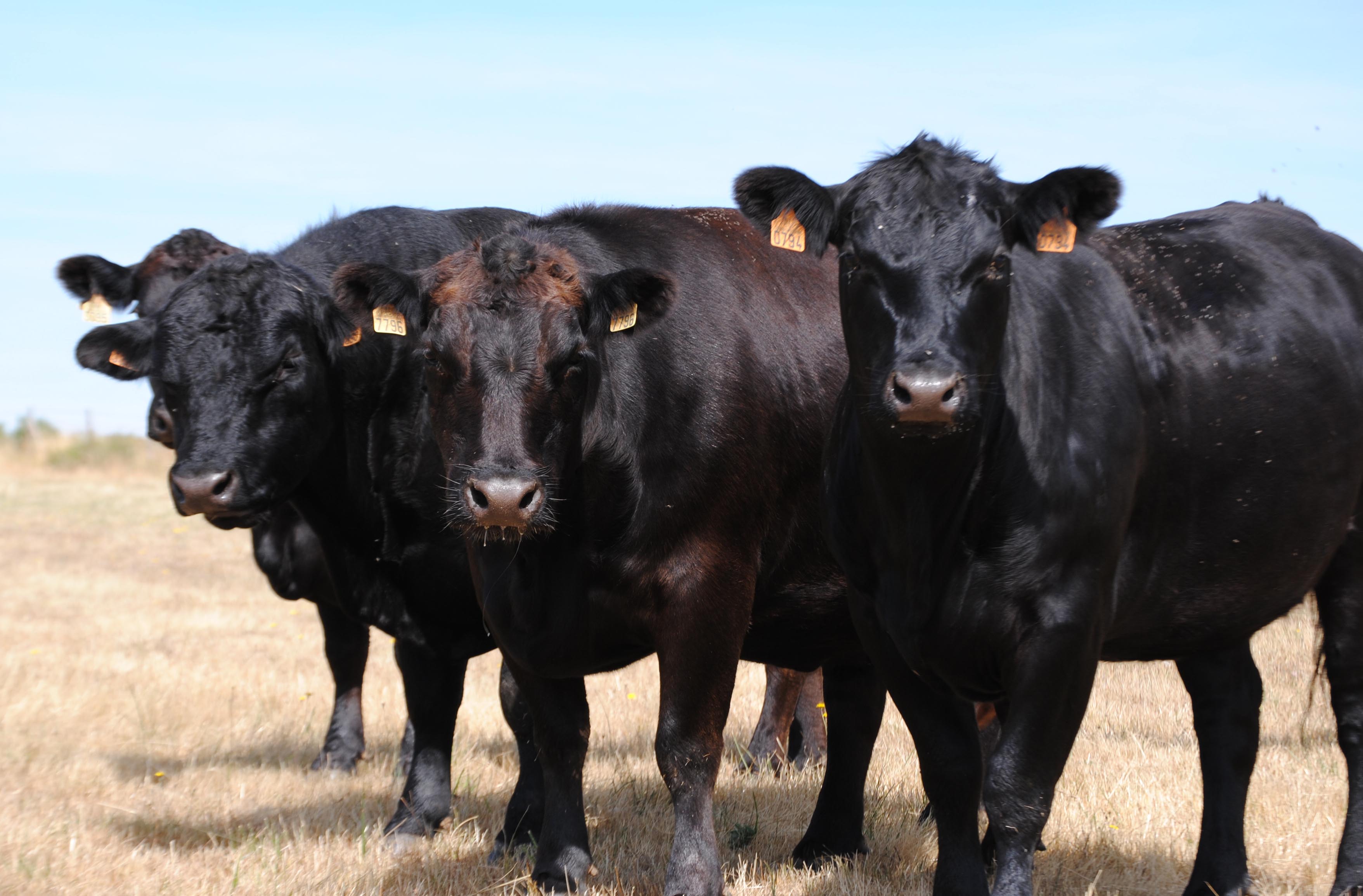 own cattle, Angus breed