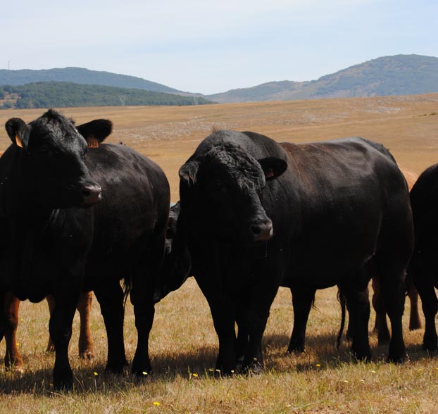 own cattle, Angus breed