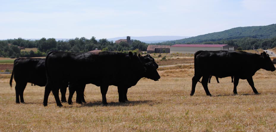 own cattle, Angus breed